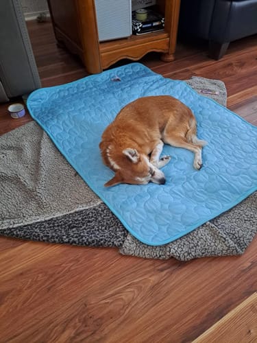 Customer photo review of Pfotenfrost Kühlmatte