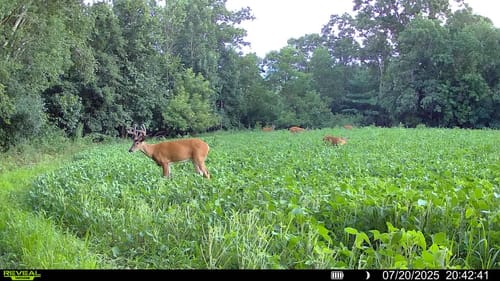 Customer photo review of MonsterBuck Food Plot Soybeans | Roundup Ready