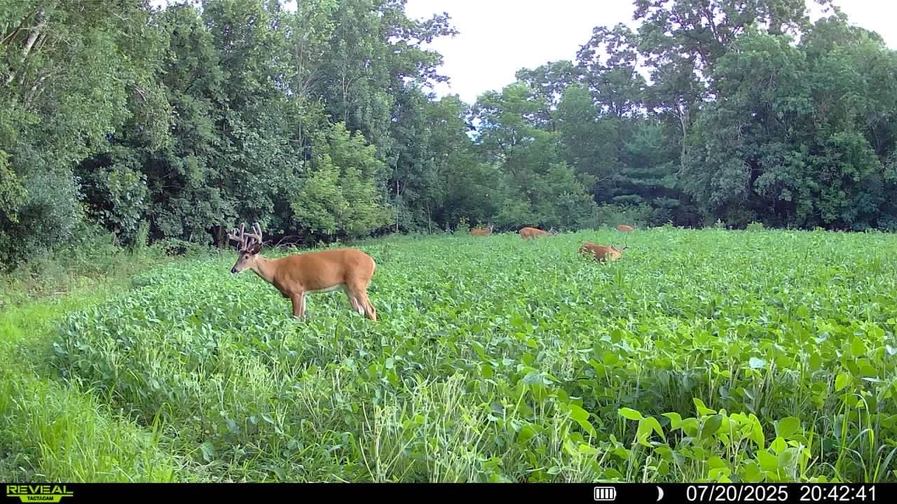 Customer photo review of MonsterBuck Food Plot Soybeans | Roundup Ready