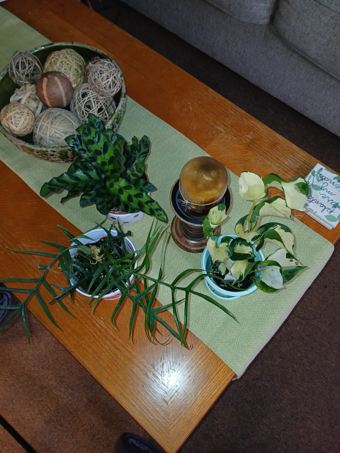 Customer photo review of Philodendron tortum