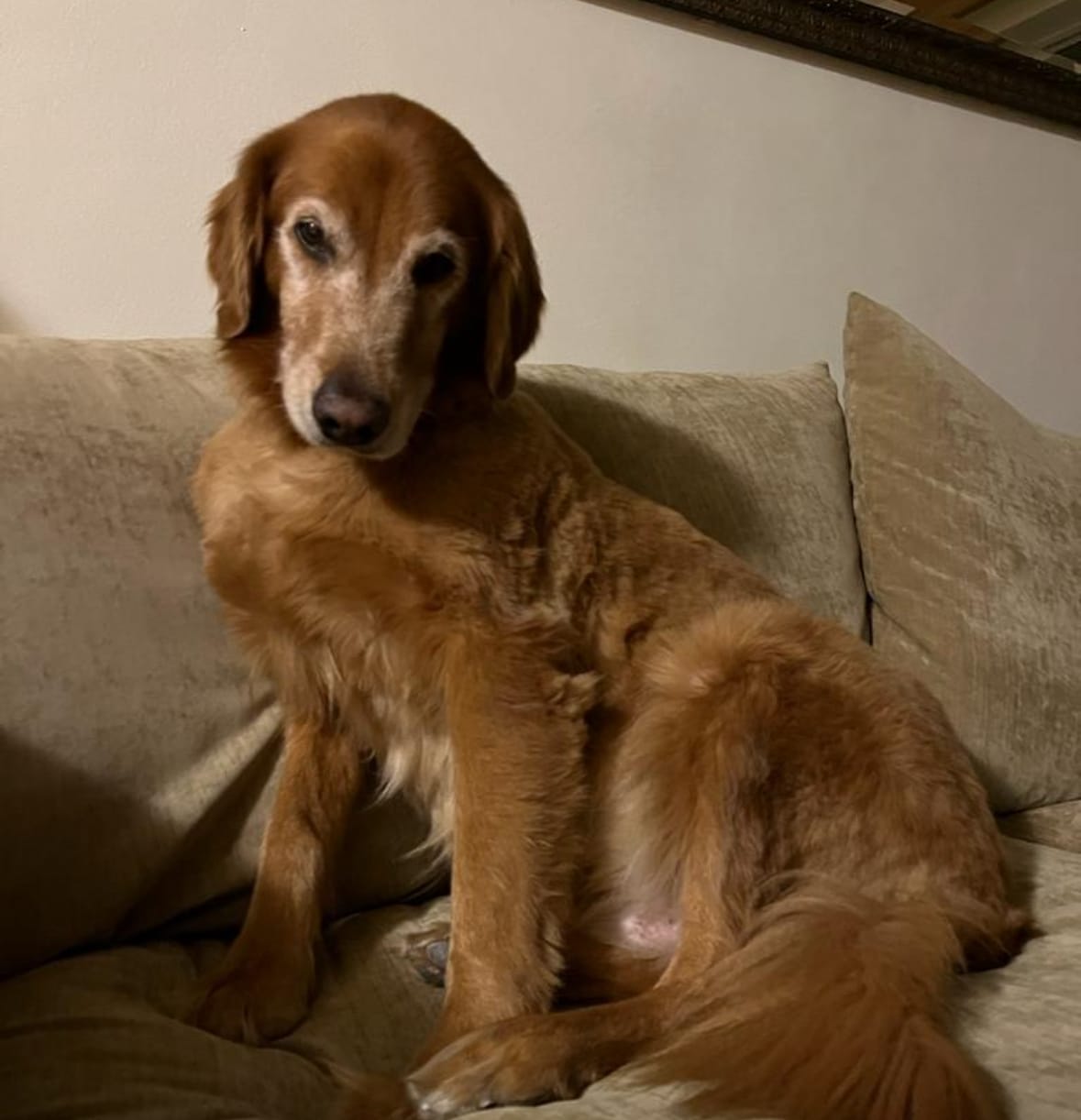 Customer photo review of Mushroom Chews for Dogs | Immune & Cognitive Support