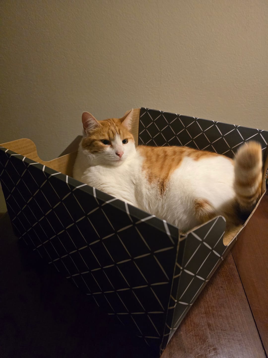 Customer photo review of Hide & Scratch Extra-Large Cat Scratcher Box