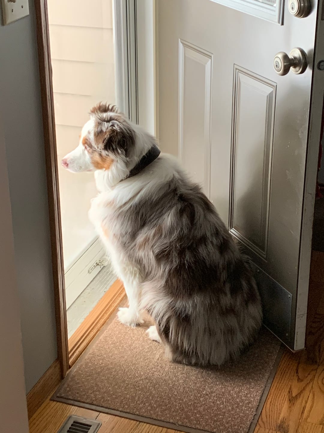 Customer photo review of Earthbones Dental Chews For Dogs