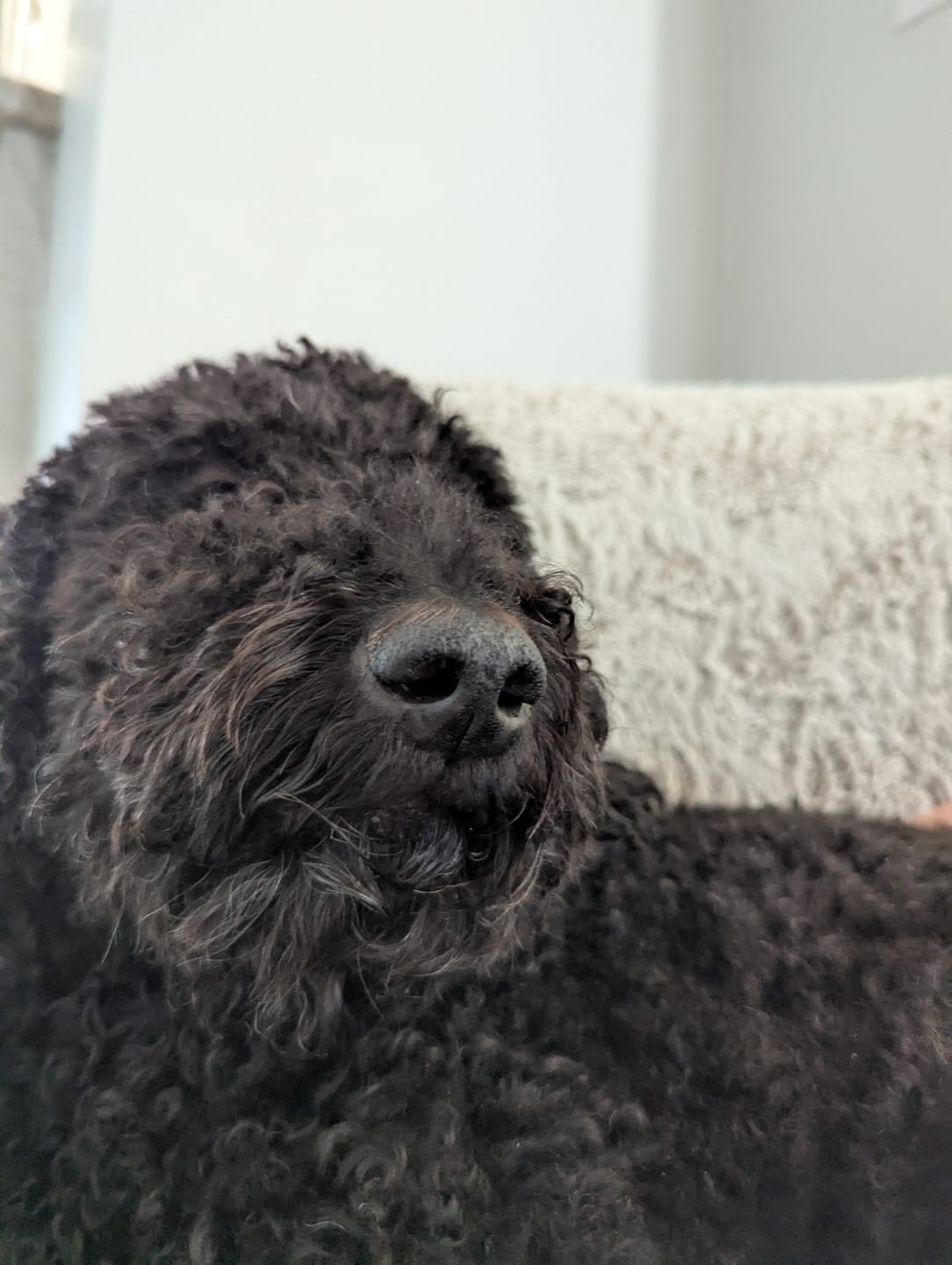 Customer photo review of Farmed Insects formulas / Adult & Puppy