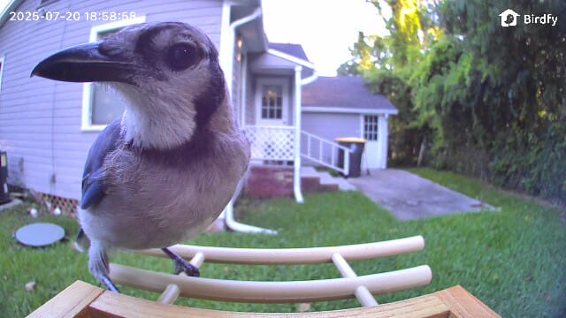 Customer photo review of Birdfy Feeder Ebony - Wooden Smart Bird Feeder