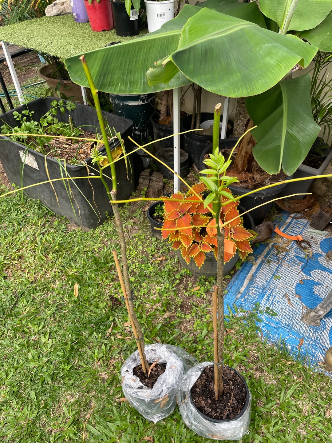 Customer photo review of Hog Plum / Ambarella