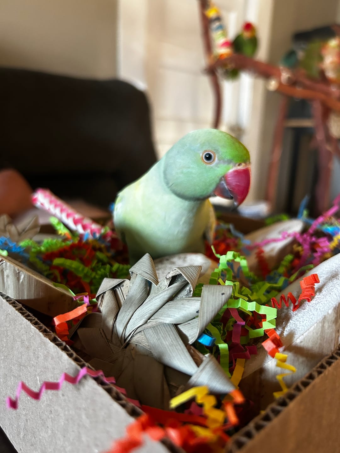 Customer photo review of "BYOT" Foraging Flats by Cheep Thrills