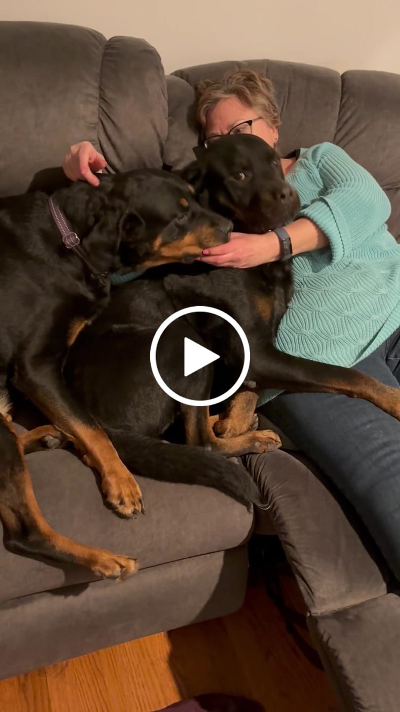 Customer video review of Royal Canin Gastrointestinal Low Fat + Hydrolyzed Protein Dry Dog Food