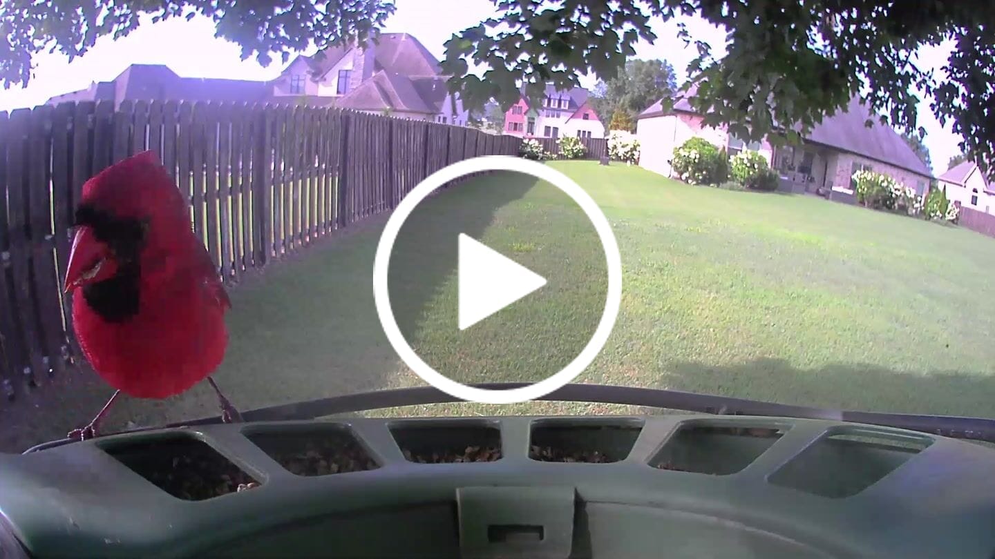 Customer video review of Birdfy Feeder 2 Pro - Bird Feeder Camera