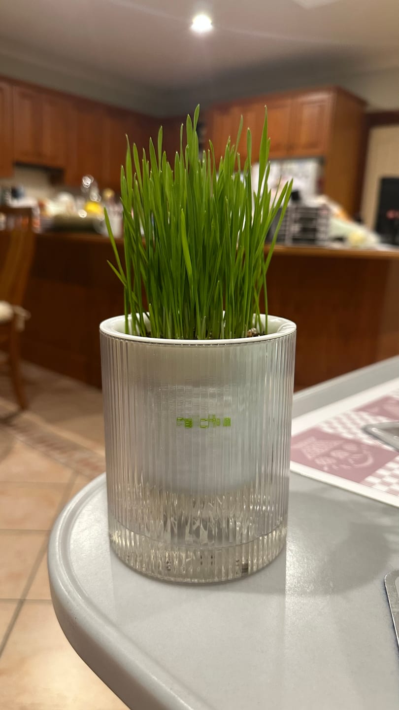 Customer photo review of MICHU All-in-One Soil-Free Cat Grass Grow Kit with Australian Seed and Mulch, Made in Australia