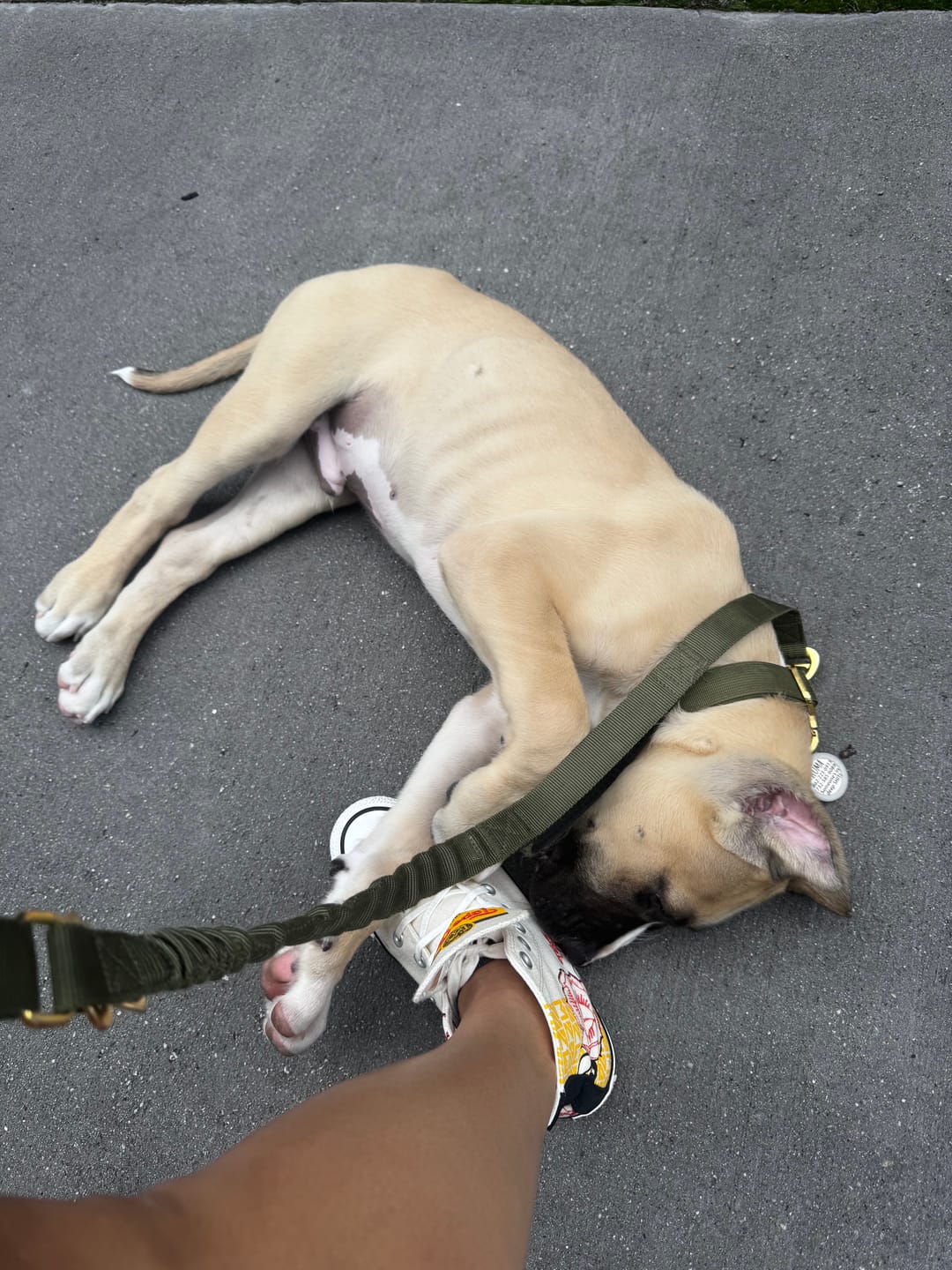 Customer photo review of Adventure Bungee Leash