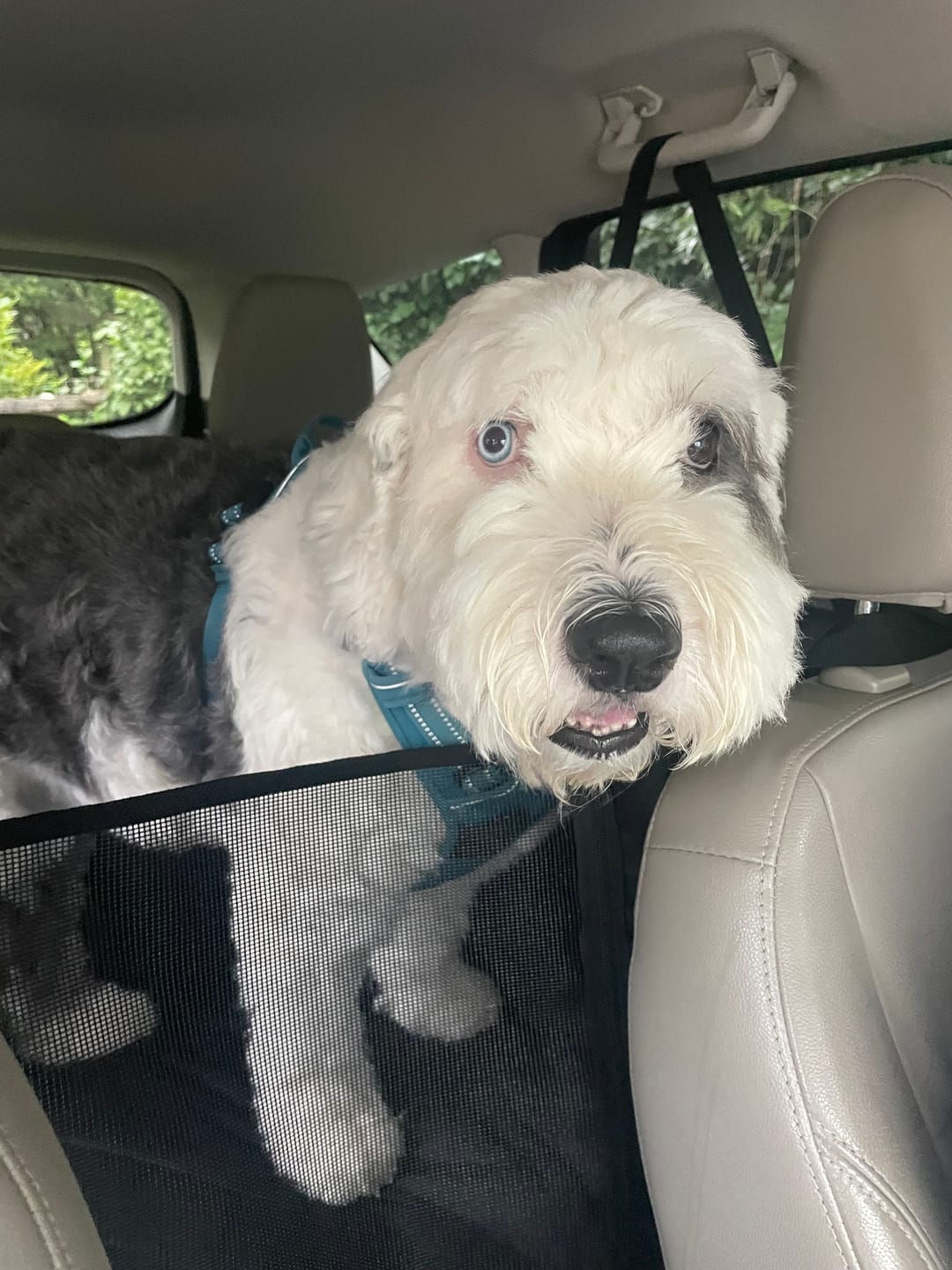Customer photo review of 4Knines Hard Bottom Extender Car Seat Cover for Dogs - Regular