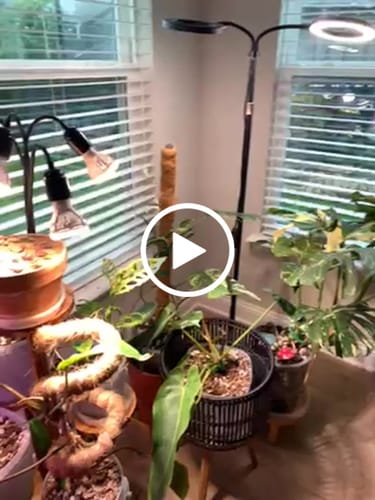 Marta W. review of Fungus Gnat Death Drops image 1 out of 1