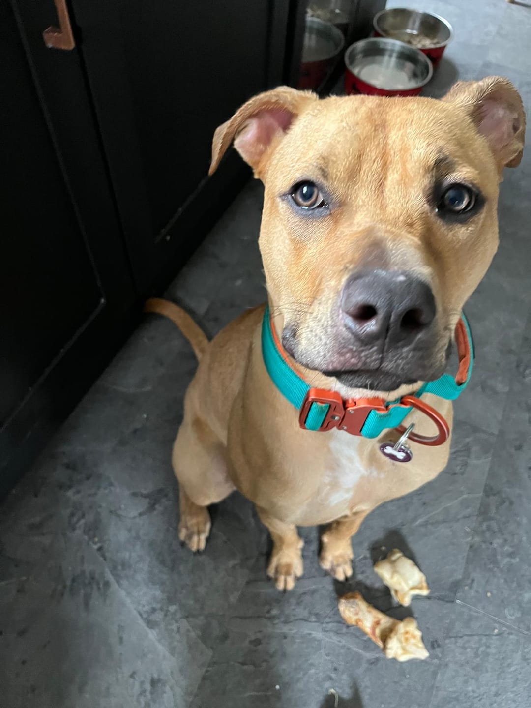 Customer photo review of 4cm LIGHTER Combat® Collar | Handle Rated Clip - Turquoise & Orange