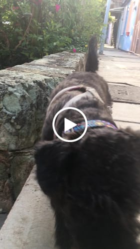 Customer video review of Collar personalizado para Mascota: Alebrije