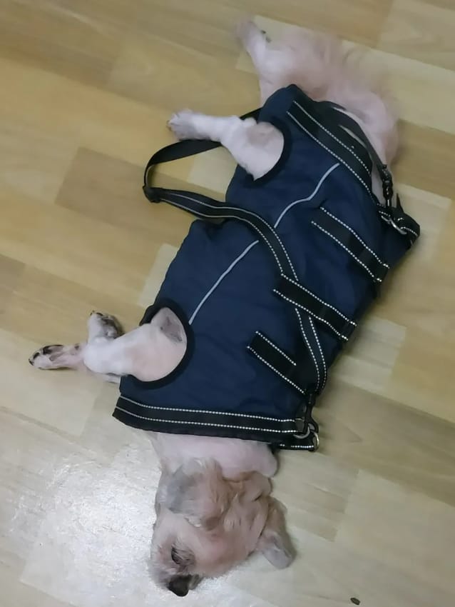 Customer photo review of PawLift - Ondersteunend Tilharnas Hond