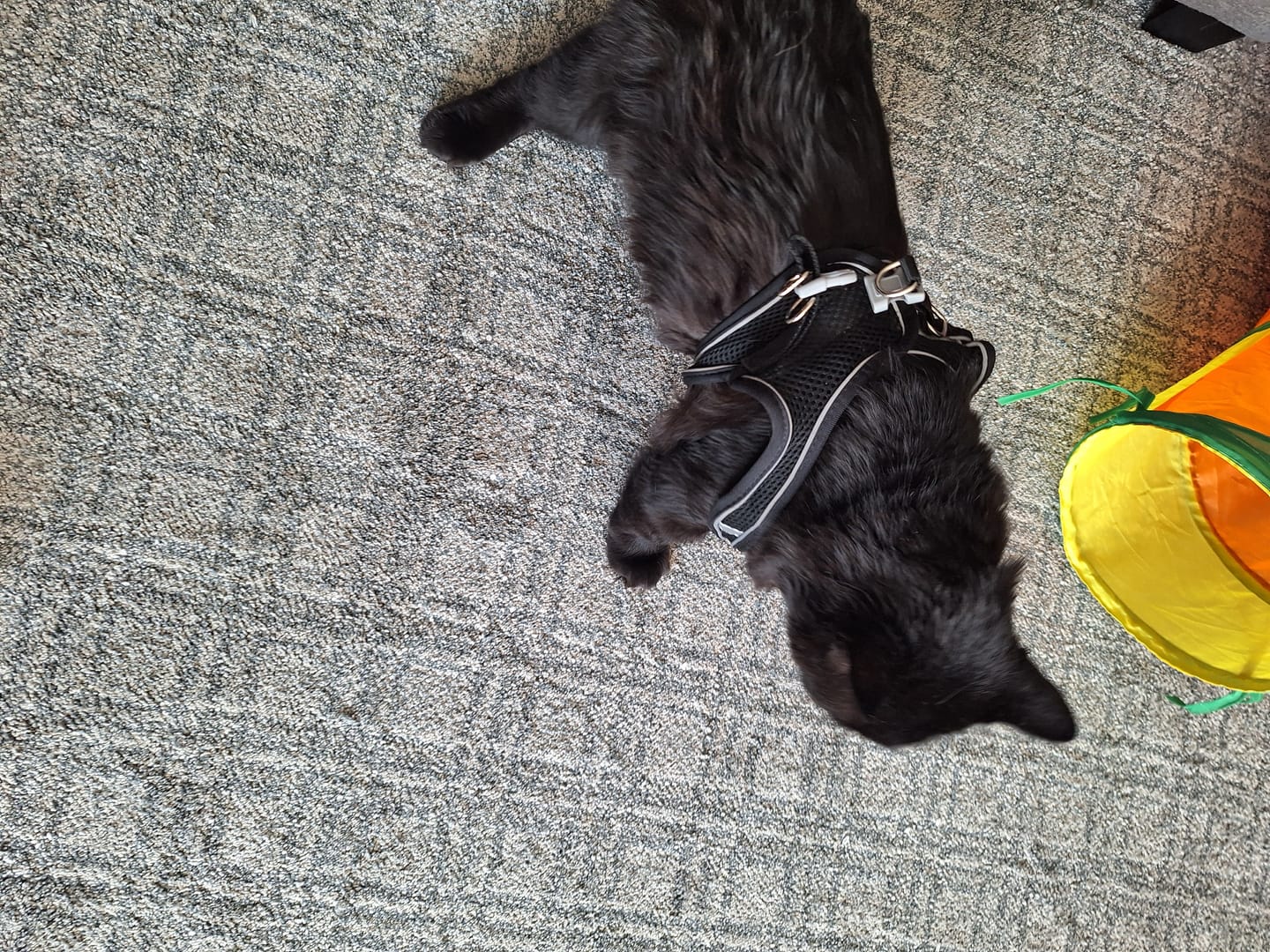 Customer photo review of Explorer Harness | Less boredom. More discovery. A better life for your indoor cat.
