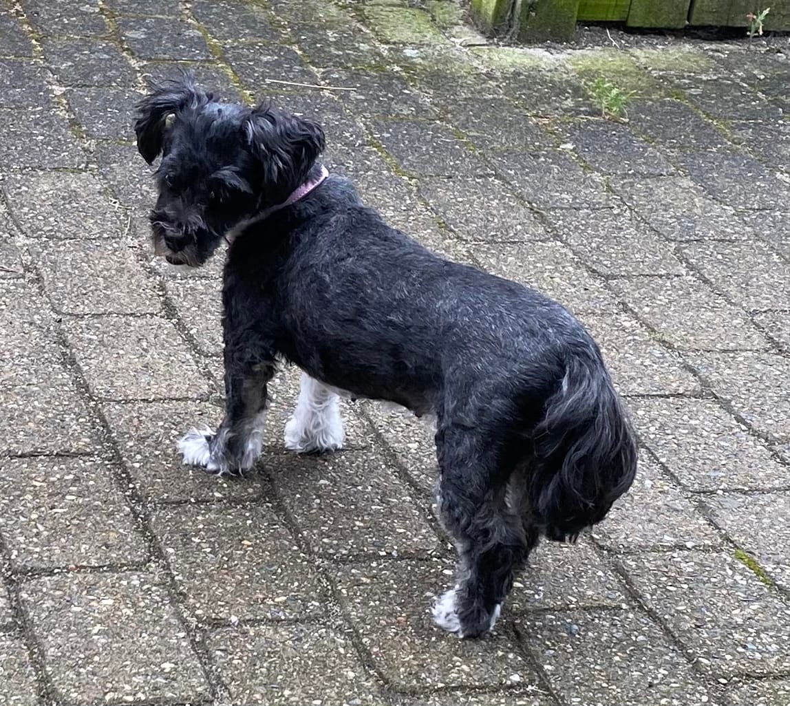 Customer photo review of Purepaw - Premium Keramisk Hundetrimmer