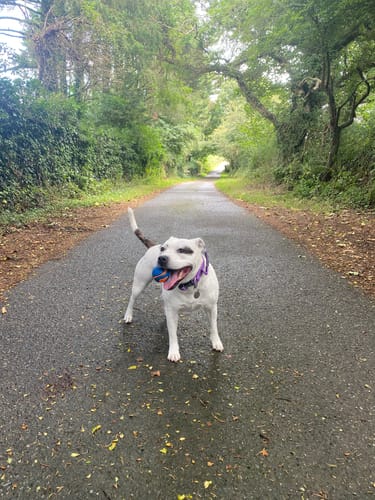 Customer photo review of 4cm Combat® Collar | Handle & Rated Clip - Purple