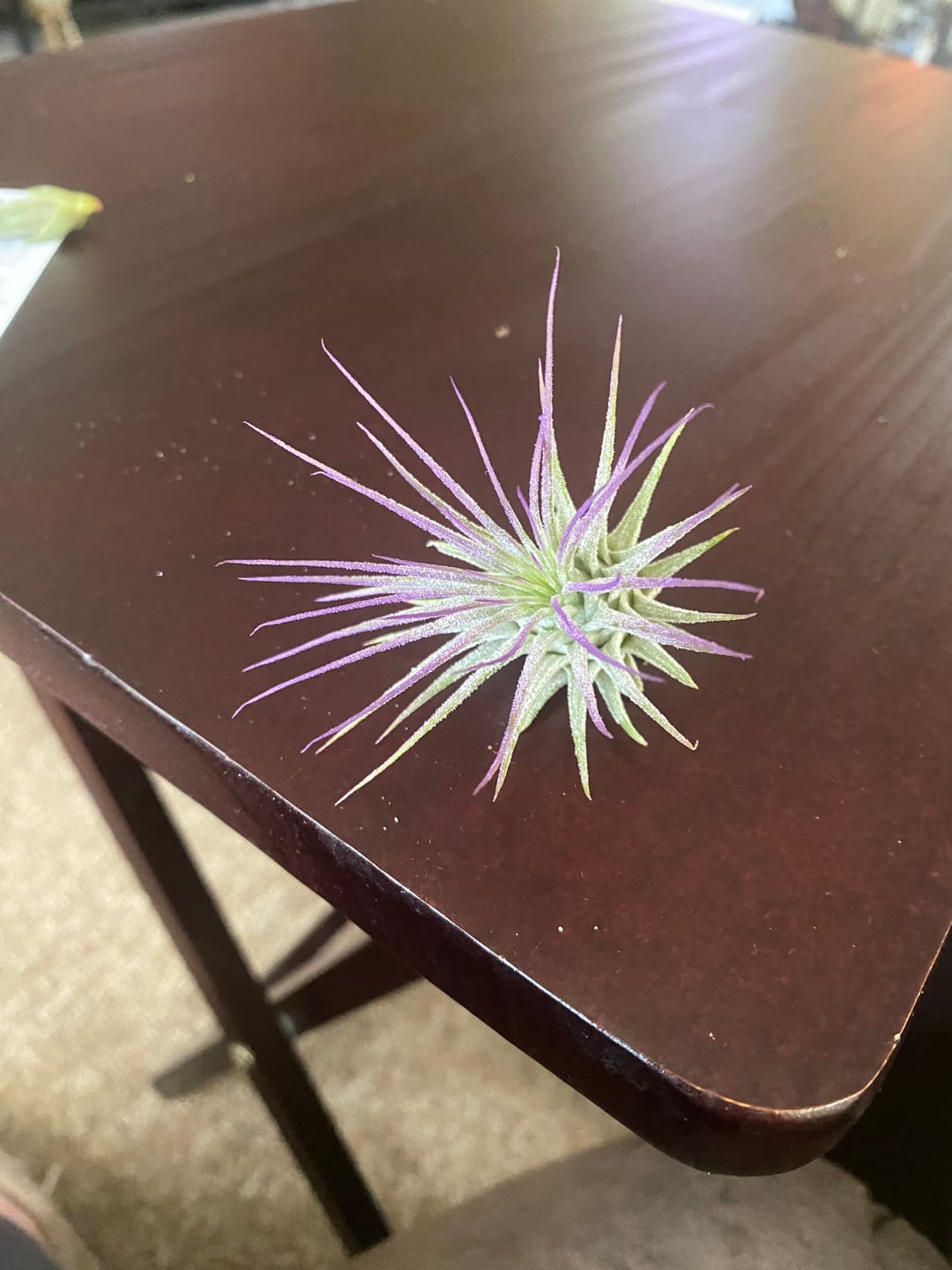 Customer photo review of Ionantha Lavender