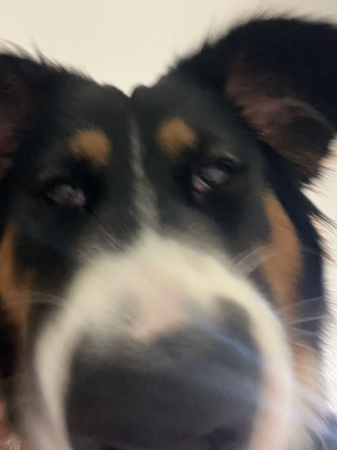 Customer photo review of Bully Sticks | Beef Pizzle