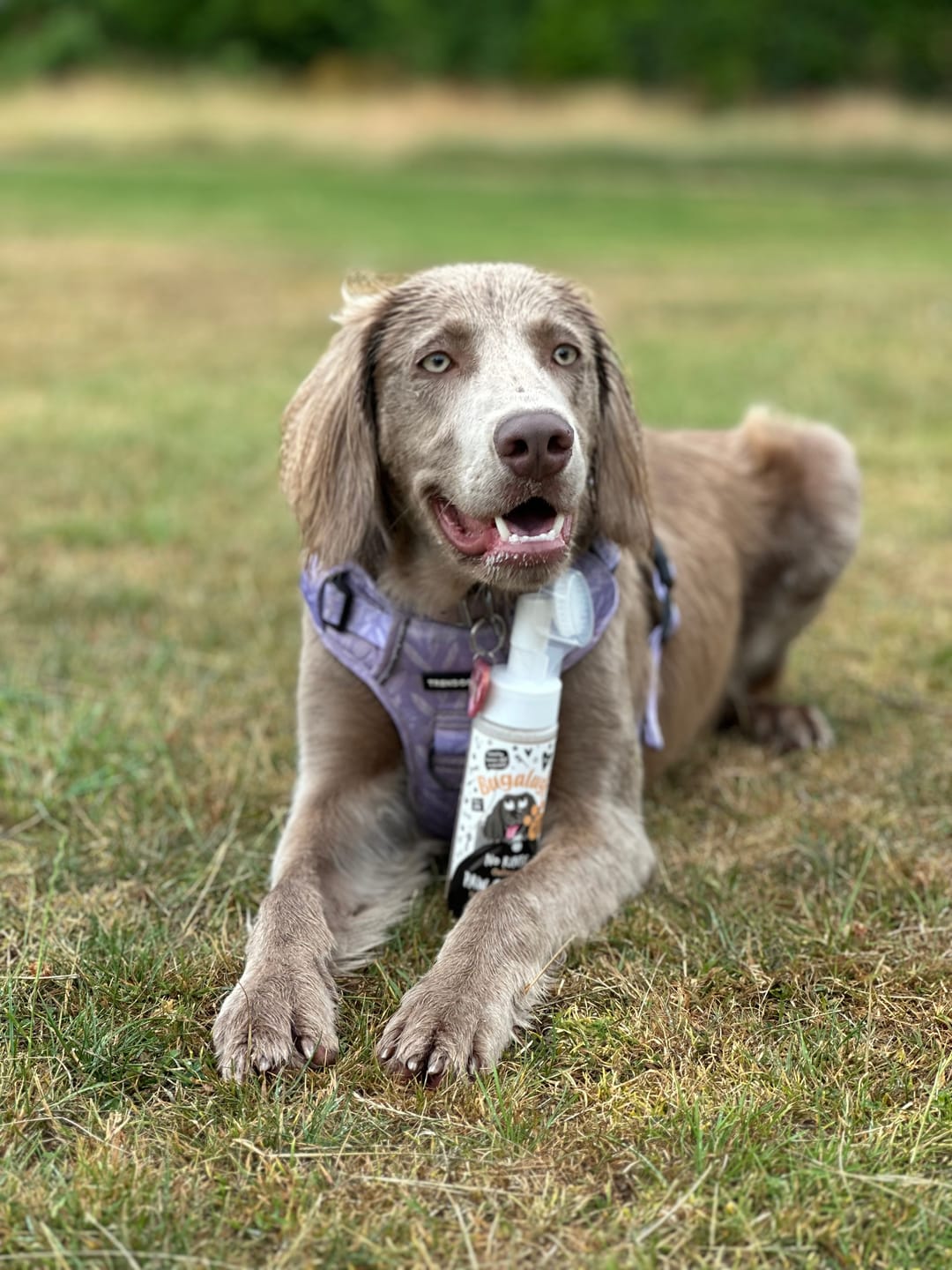 Customer photo review of Oatmeal No Rinse Paw Cleaner for Dogs & Cats