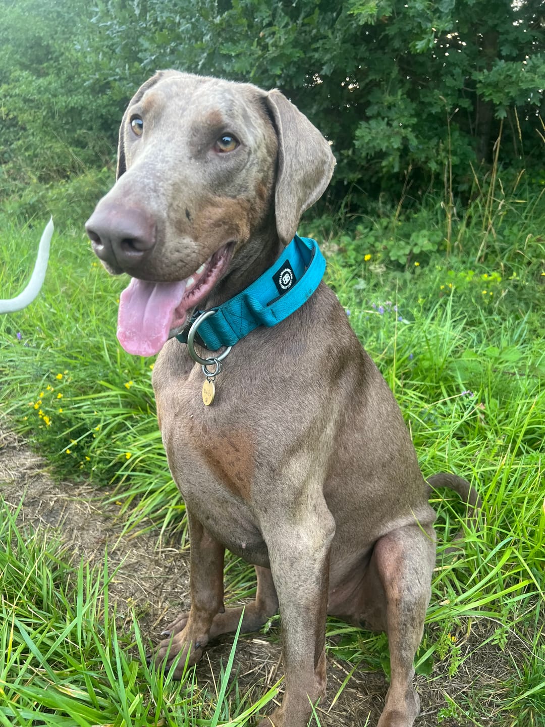 Customer photo review of 5cm Combat® Collar | With Handle & Secure Clip - Light Blue