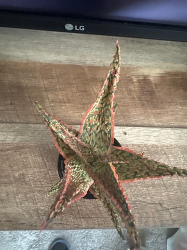 Customer photo review of Aloe Crimson Dragon | Aloe Hybrid