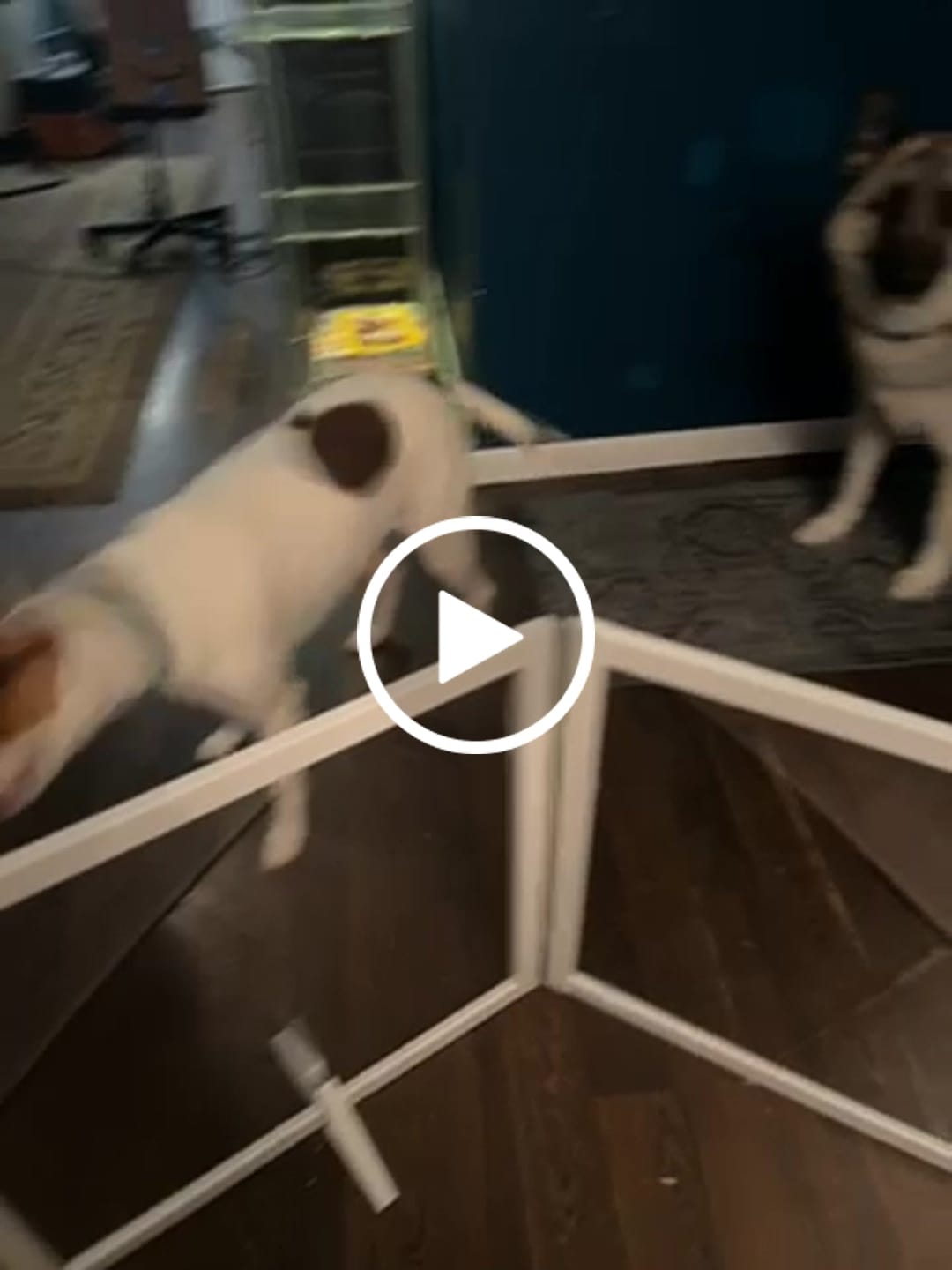 Customer video review of FairyBaby Clear Freestanding Foldable Dog Gate