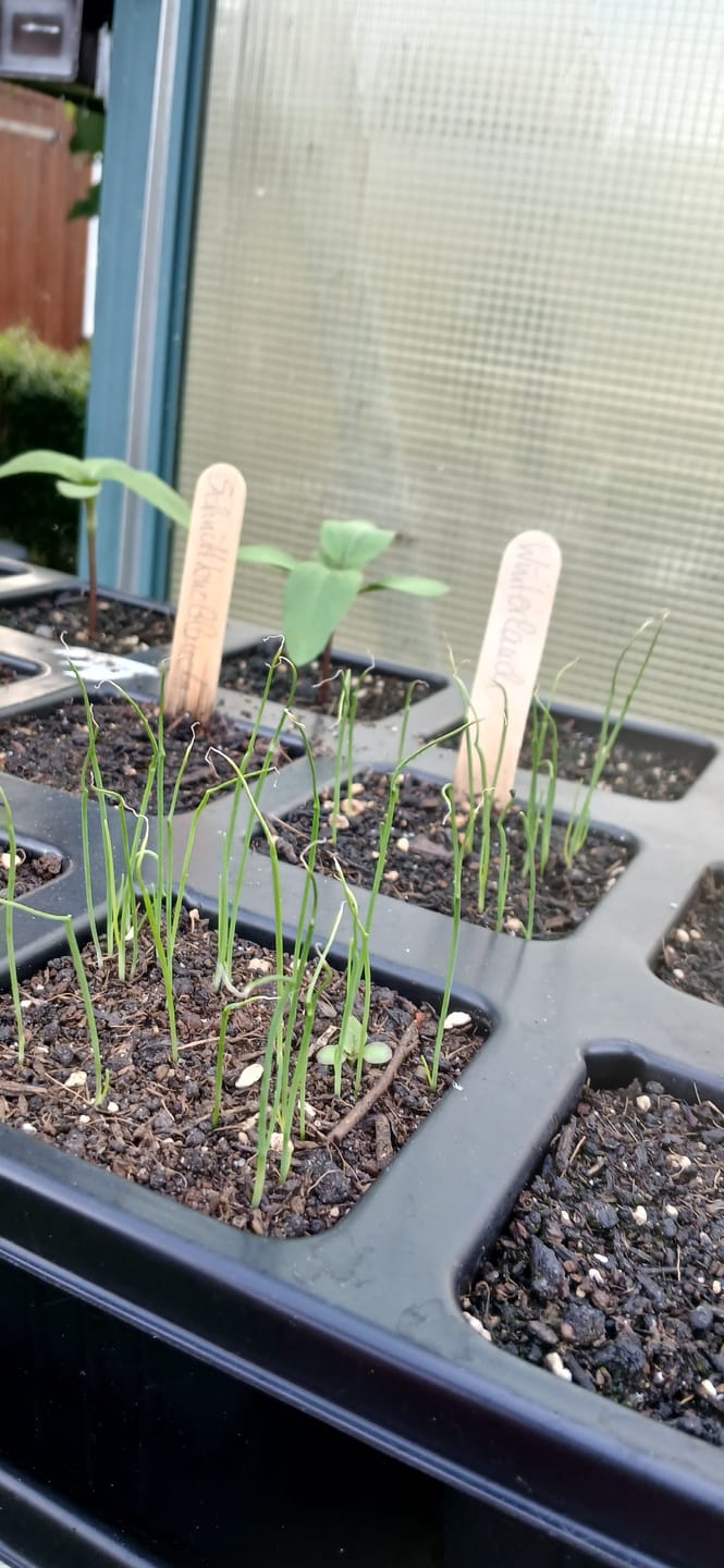 Customer photo review of QuickPot Anzuchtplatten