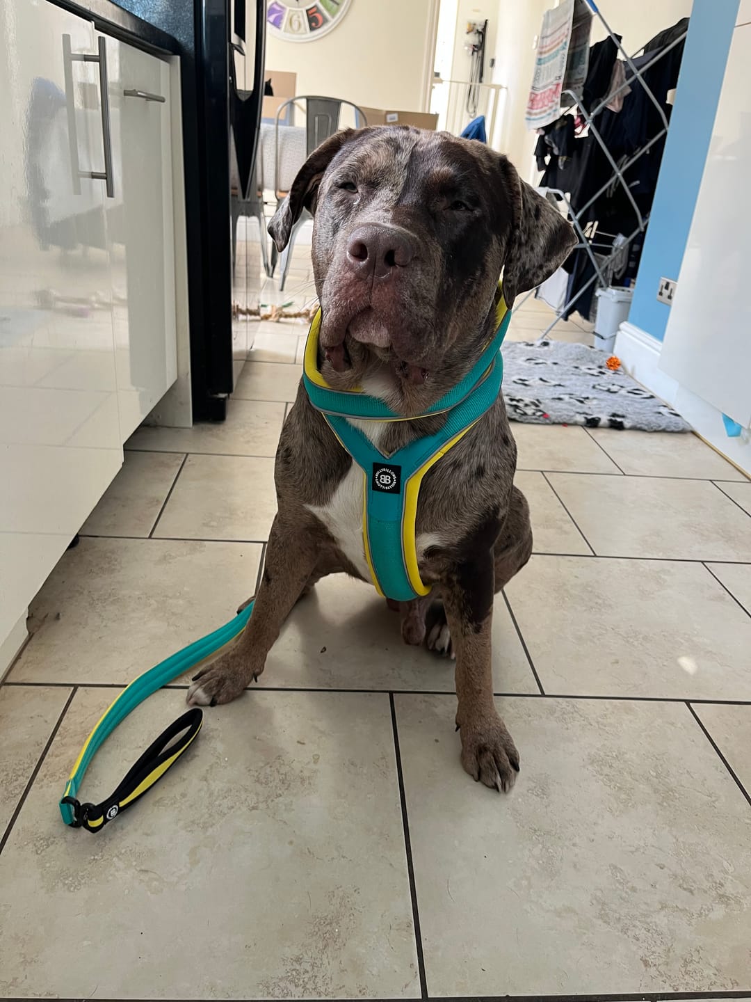 Customer photo review of Slip on Harness | Foam Padded - Turquoise x Yellow
