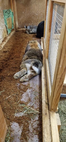 Customer photo review of Kleintiereinstreu