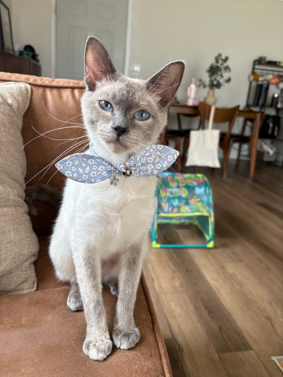 Customer photo review of Blue Floral Cat Collar with Charm