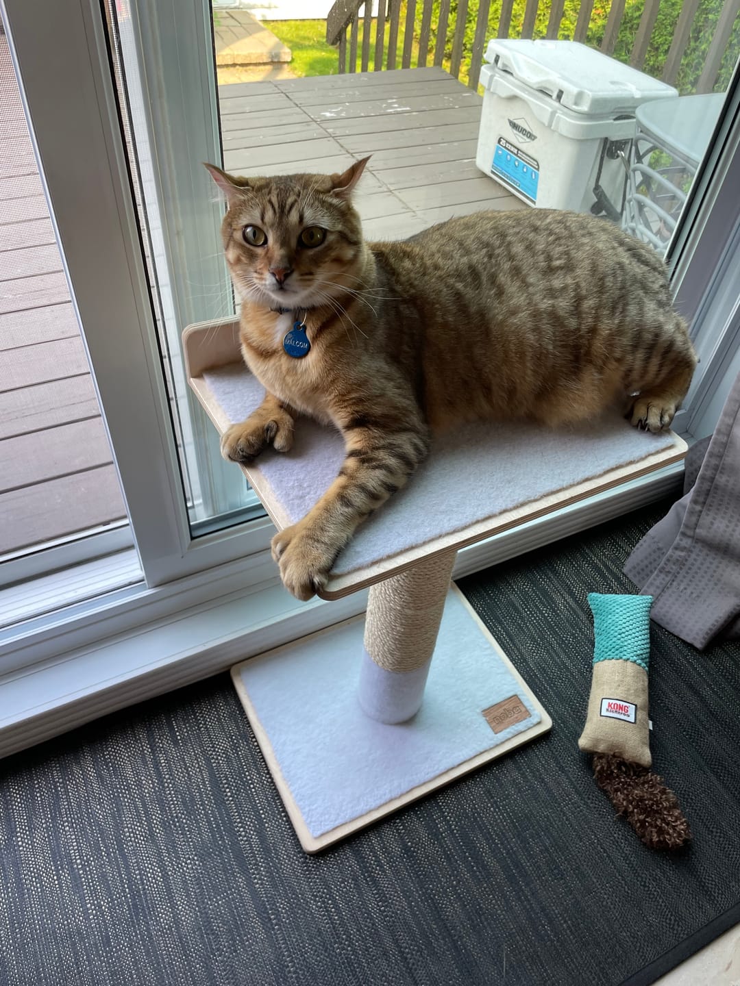 Customer photo review of Noba Modern Plywood 1-Level Cat Tree