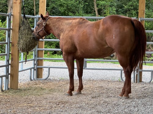 Customer photo review of Hay Chix® Half Bale Net