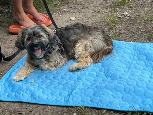 Customer photo review of Pfotenfrost Kühlmatte