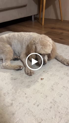 Customer video review of Chicken Necks