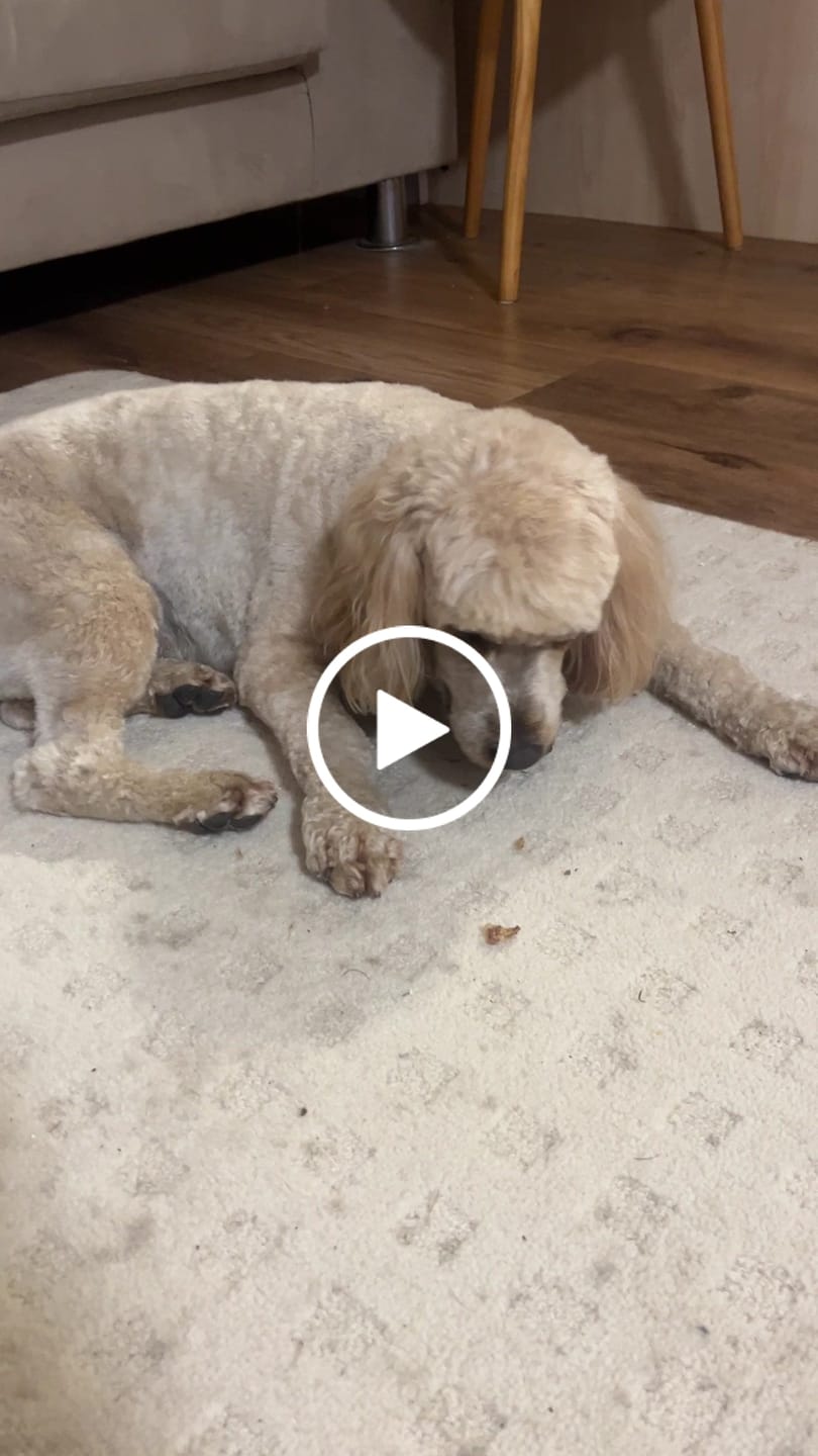 Customer video review of Chicken Necks