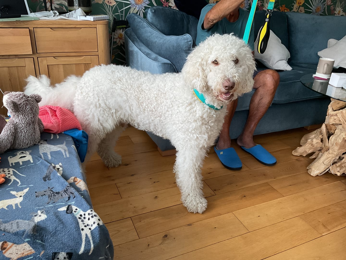Customer photo review of 4cm Slip on Collar | Foam Padded - Turquoise x Yellow