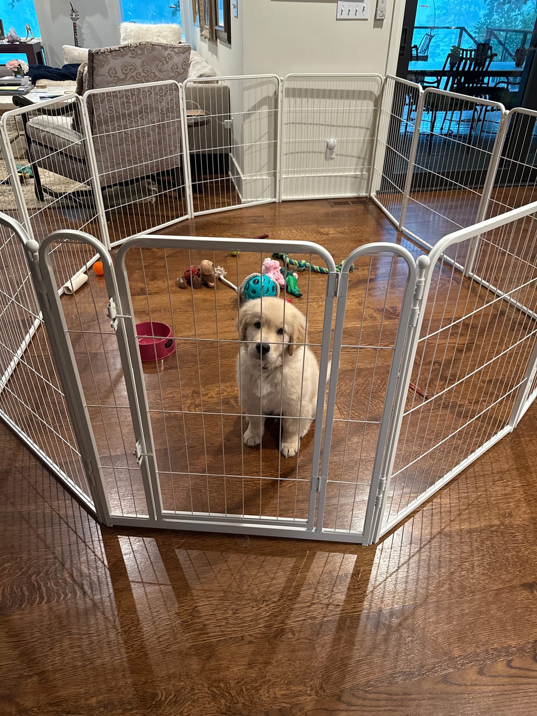 Customer photo review of Homeplus Dog Playpen for Indoor Use