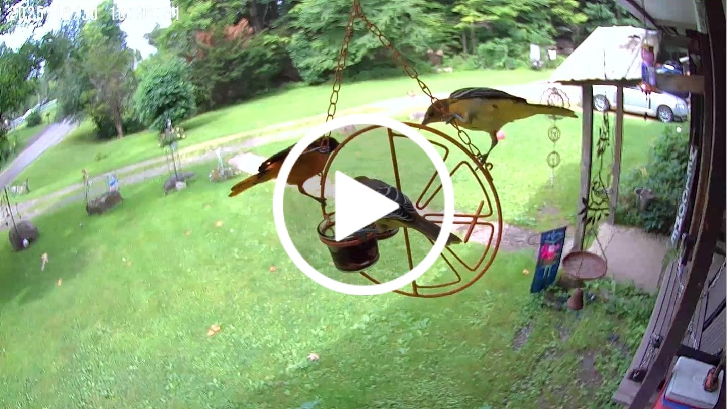 Customer video review of Birdfy Cam - Bird Feeder Cam