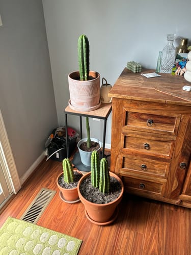 Customer photo review of San Pedro Cactus | Trichocereus (Echinopsis) Pachanoi