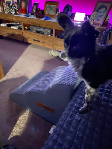 Customer photo review of PaWz Soft Foam Dog Stairs – Non-Slip Dog Steps for Beds & Couches