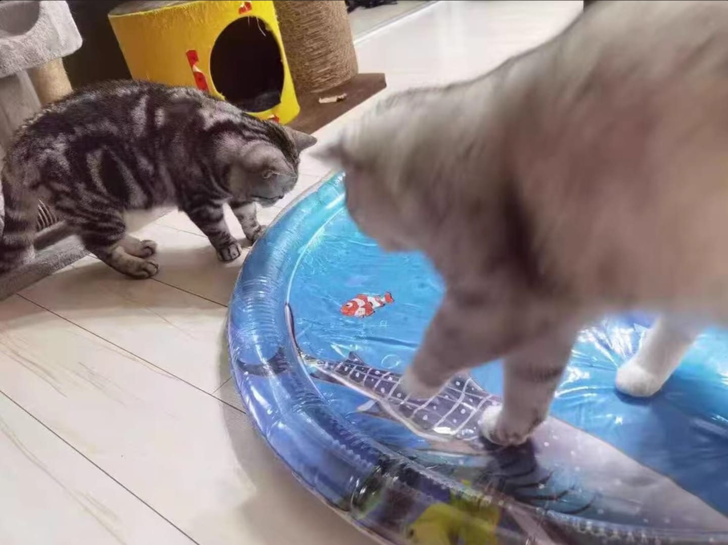 Customer photo review of Paw Cool Oasis Bed™