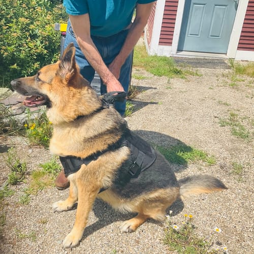 Customer photo review of Classic Heavy-Duty Tactical No-Pull Team K9™ Dog Harness With Front & Back D-Rings, Quick-Release Metal-Buckles, Hook & Loop Panels, & Top Handle