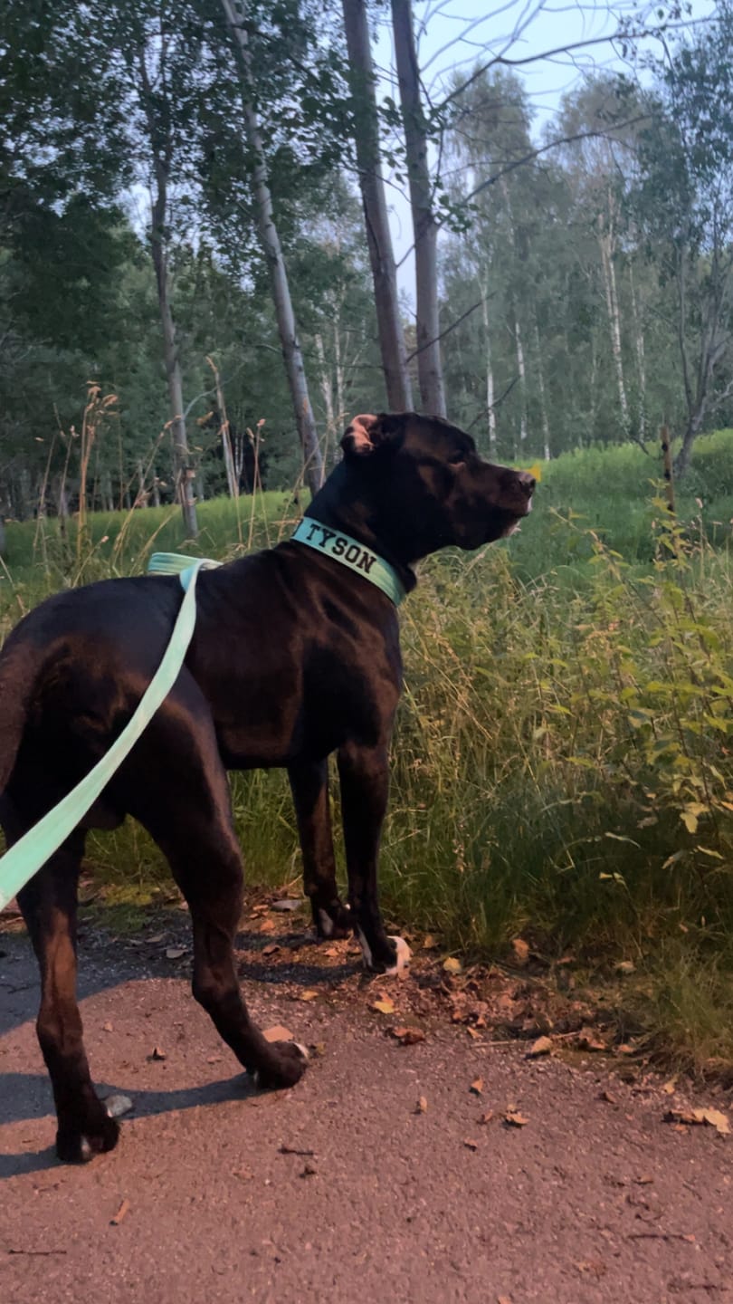 Customer photo review of Helstryp halsband med namn