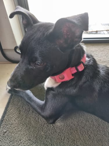 Customer photo review of FurLife™ 12 Months Flea and Tick Free