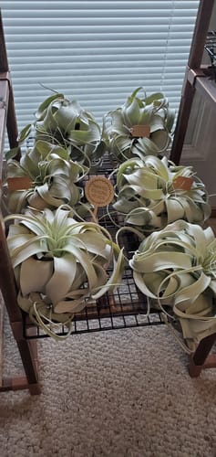 Customer photo review of Wholesale Xerographica Medium  (Minimum order 4)  *Cannot Be Shipped Internationally*