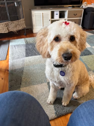 Customer photo review of Meal Topper - Tripe