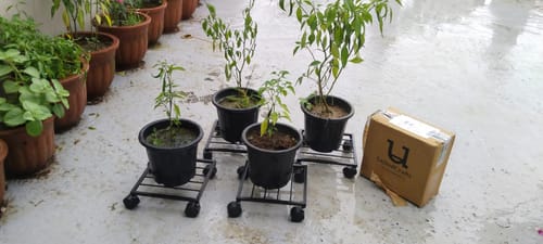 Customer photo review of United Crafts Rozy Wheel Pot Stands for Planters